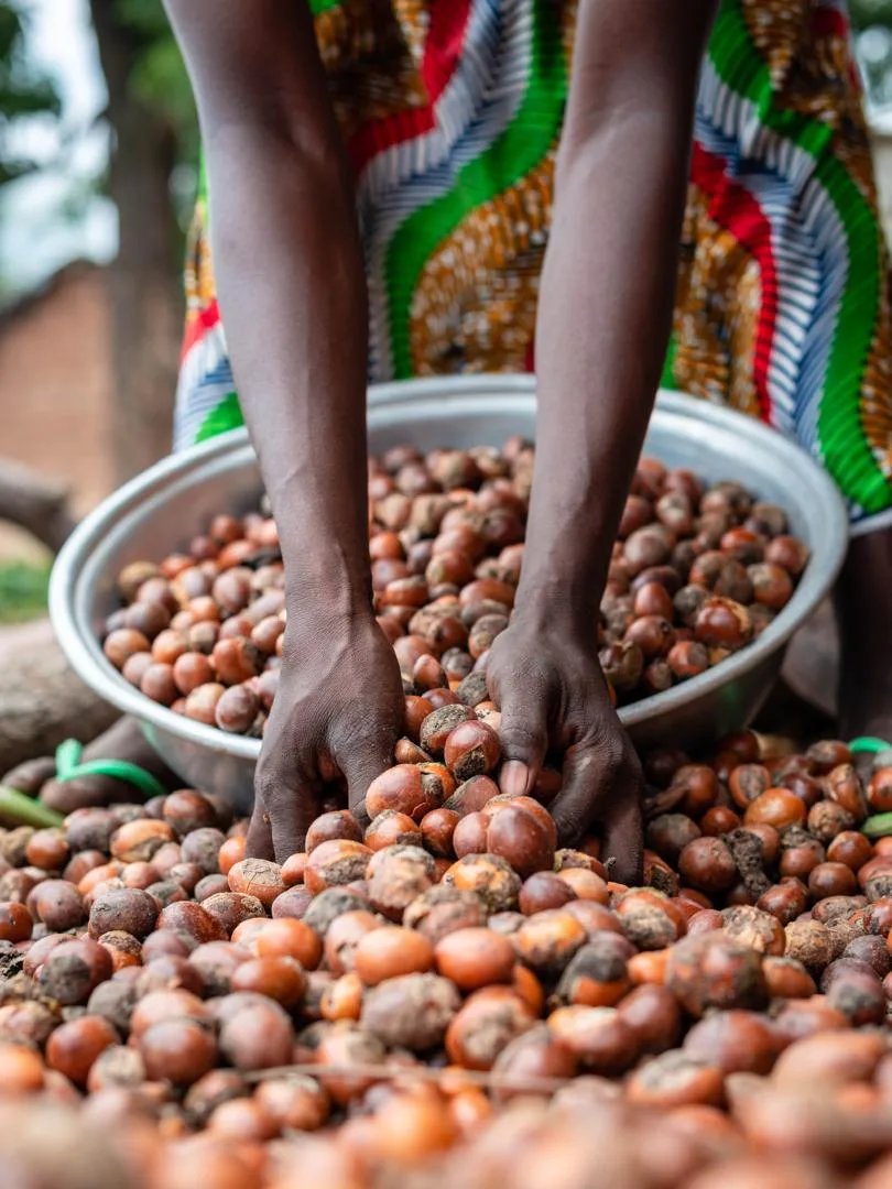 Gros plan sur des mains triant des amandes de karité