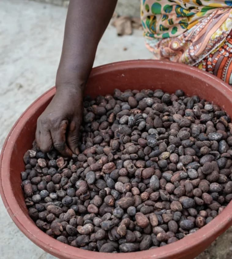 Tri manuel d'amandes de karité fraîchement récoltées