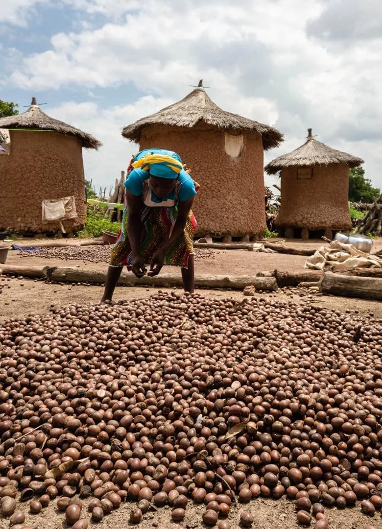Tri des amandes de karité devant les cases d'un village