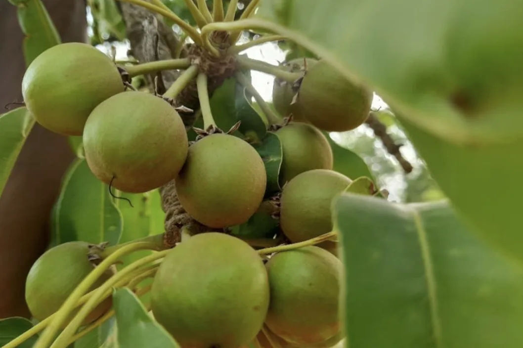 Fruits de karité verts sur l'arbre
