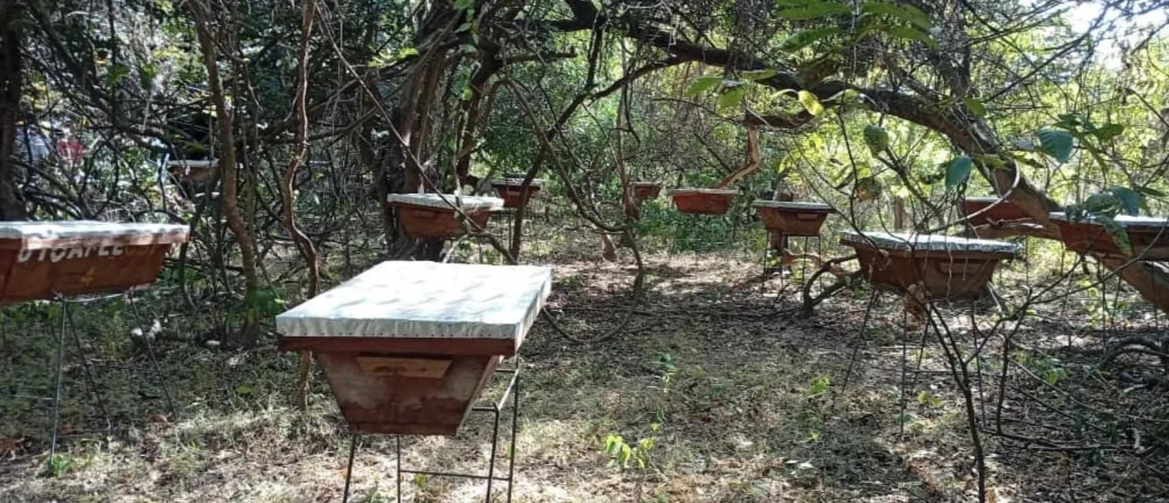 Ruches installées sous couvert forestier